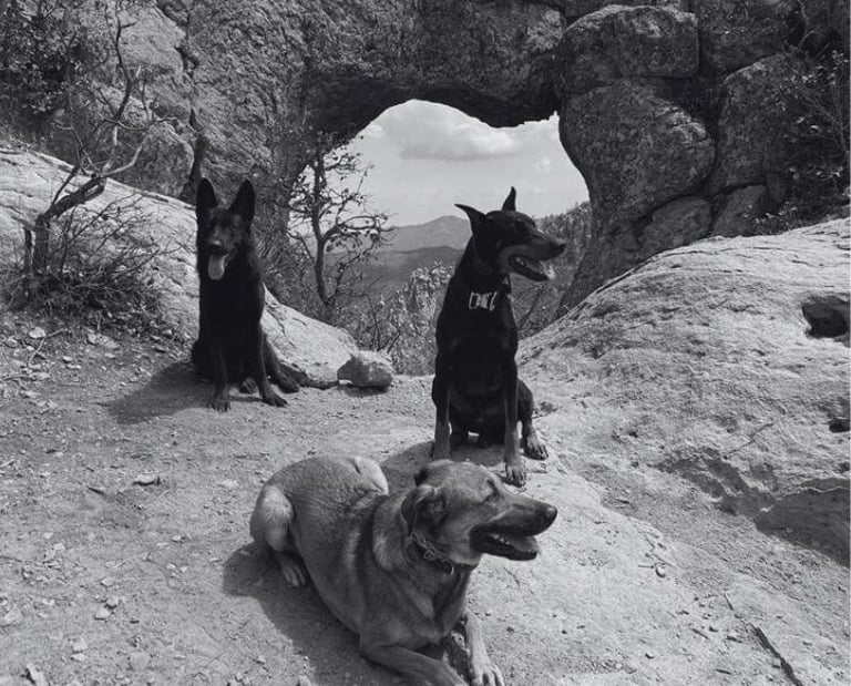 Tres perros en un mirador en San Luis Potosí