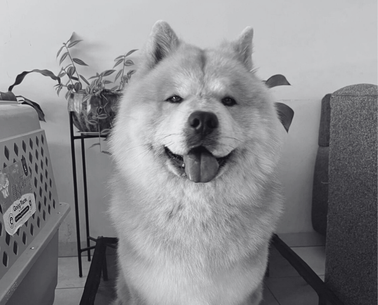 Chow Chow peludo y con expresión feliz sentado en una cama elevada al interior de una casa 