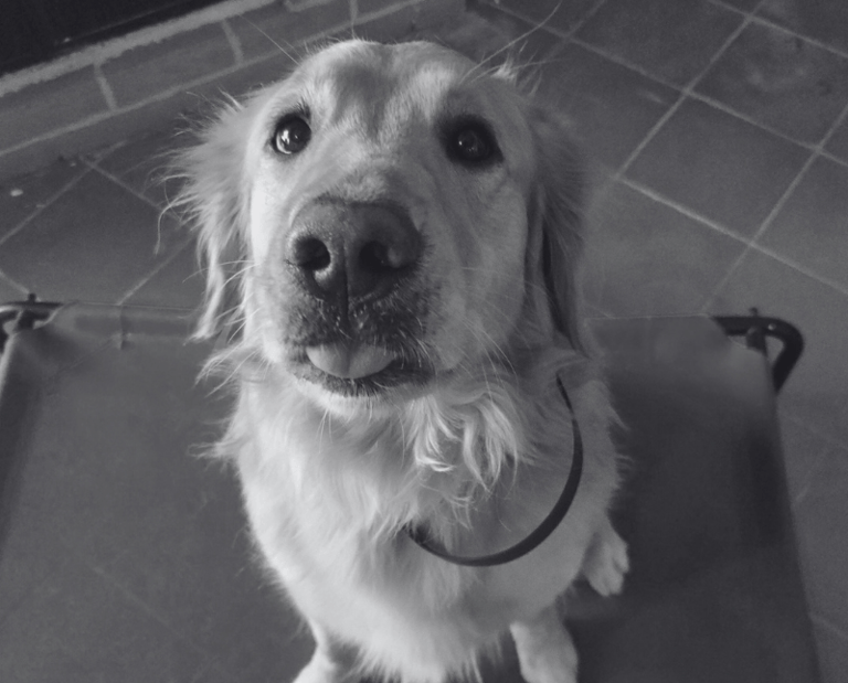 Golden retriever sentado sobre una cama elevada mientras saca la lengua con mirada tierna