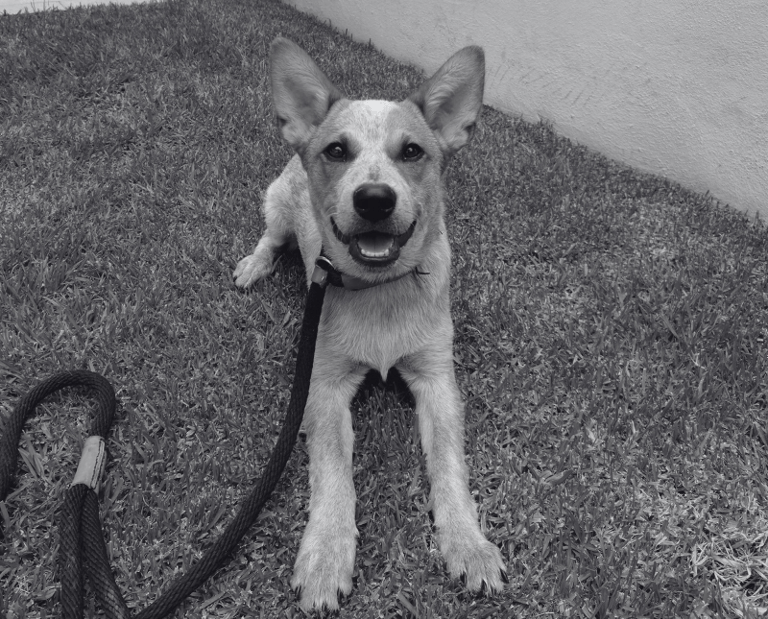 Cachorro red heeler sonriente echado en el pasto durante una clase de adiestramiento canino