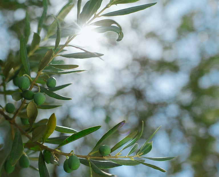 Olive Tree - Extra Virgin Olive Oil