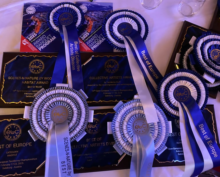 Awards that Sebastian Brandt collected at the European taxidermy championships 2025