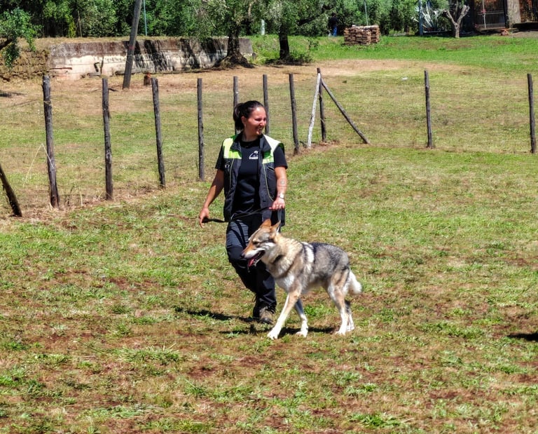 cane durante lezione di educazione base al guinzaglio