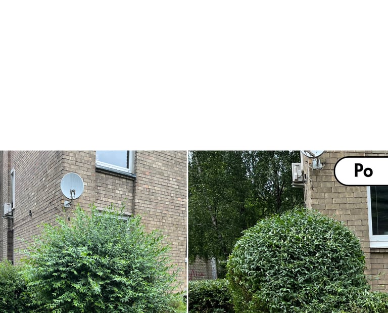 Krūmo genėjimas prieš ir po