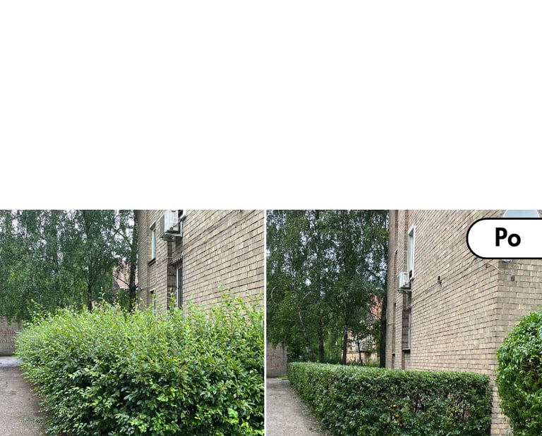 Gyvatvorės genėjimas prieš ir po