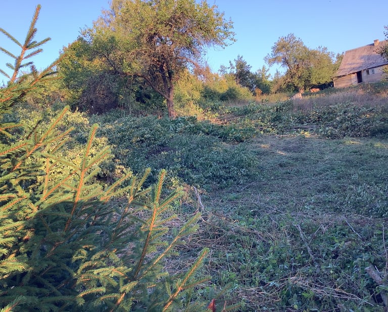 Apleisto sklypo tvarkymas – užžėlęs sklypas su savaimine augmenija ir aukšta žole