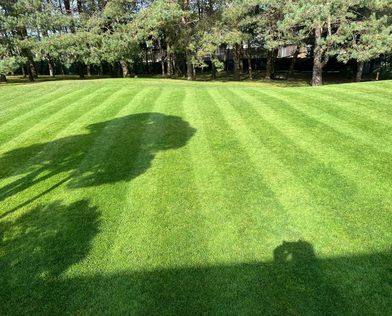 Gražiai įrengta veja