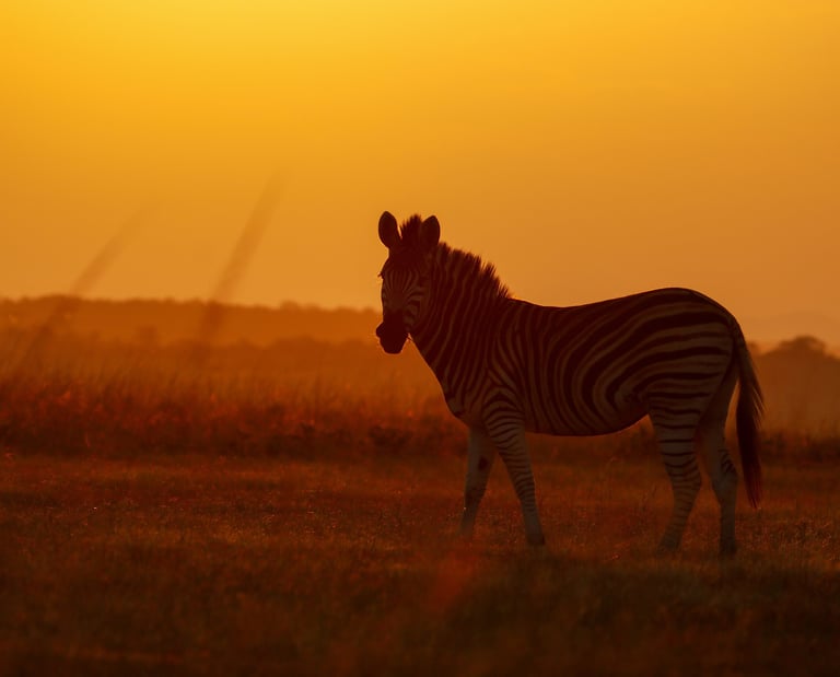 Zebra on African plains with magnificent golden sunset in the background