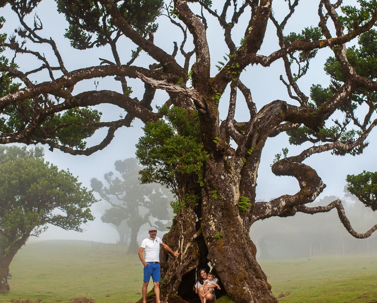 Family portrait under dramatic gnarled ancient tree with misty atmospheric conditions at Fanal Forest