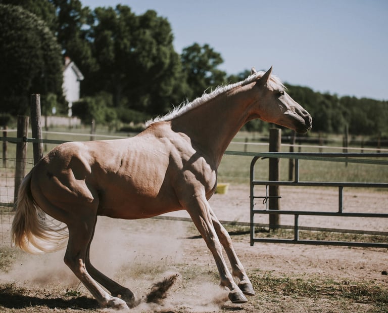 Cheval anxieux peur stress