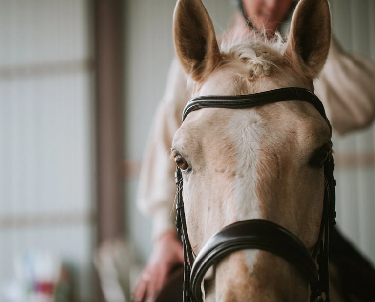 portrait d'un cheval palomino dans un manege