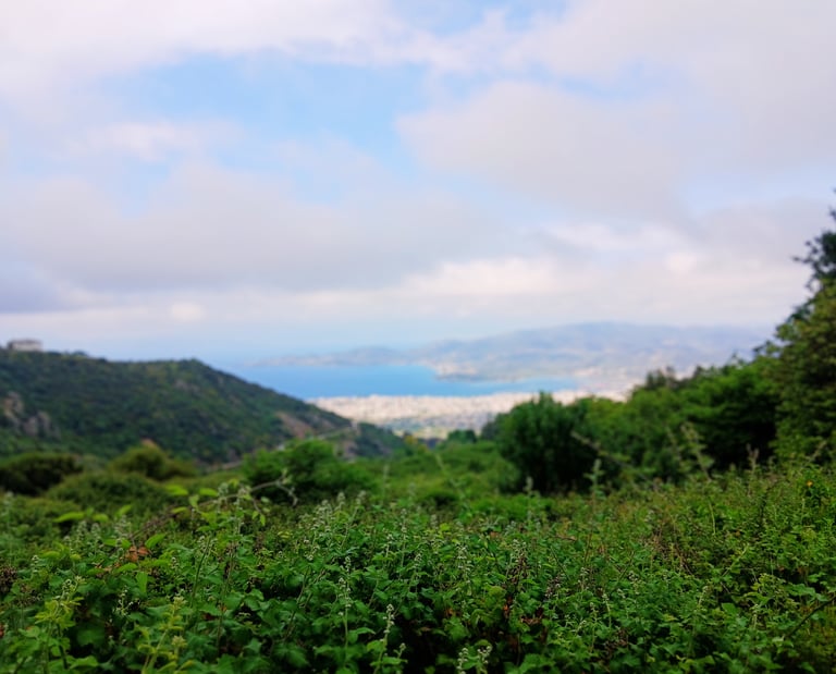Pelion herbal journey with medical herbalist Emmanouil Manos at guided herbal walk with Volos at the