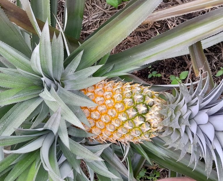 nanas segar yang siap panen dan konsumsi secara langsung. rasanya manis dan segar
