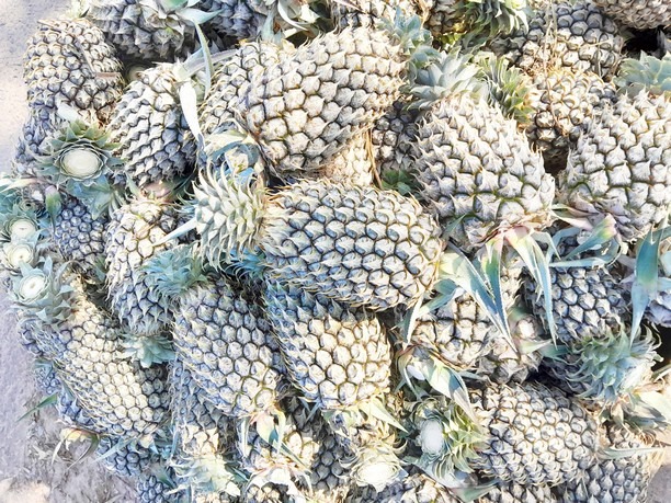 nanas potel yang dipotong bagian mahkota atas dan dijual berdasarkan berat buah