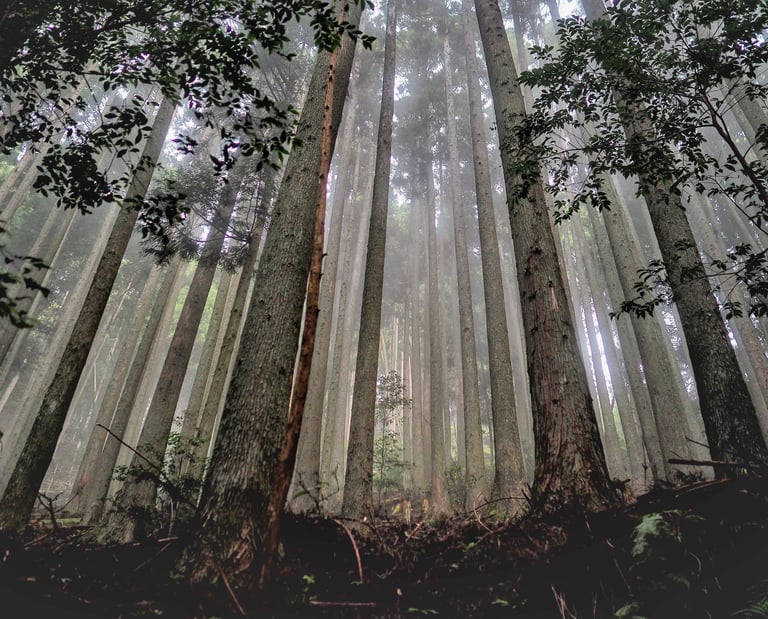 Low angle view of tall sugi trees in a misty, fog-filled evergreen forest landscape.
