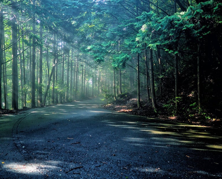 Sunlight rays filtering through a misty forest canopy onto a scenic paved mountain road.
