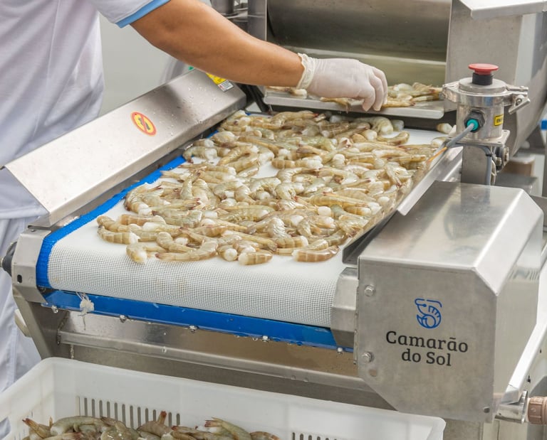 Linha de beneficiamento de camarão Camarão do Sol