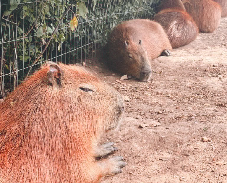 Capybaras in zoo next to Pan de Azucar in Uruguay, South America 