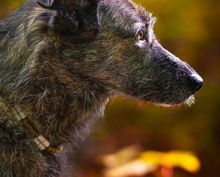 portrait photo chien