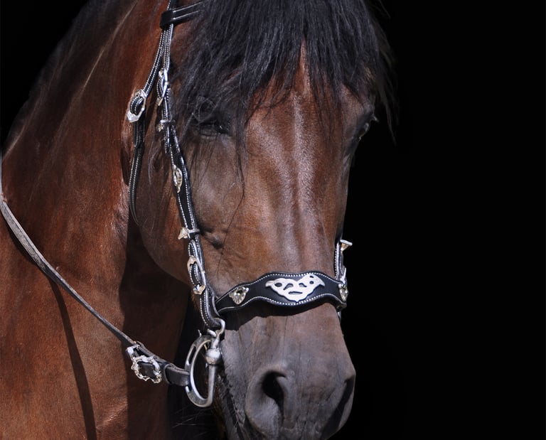 photo cheval artistique 