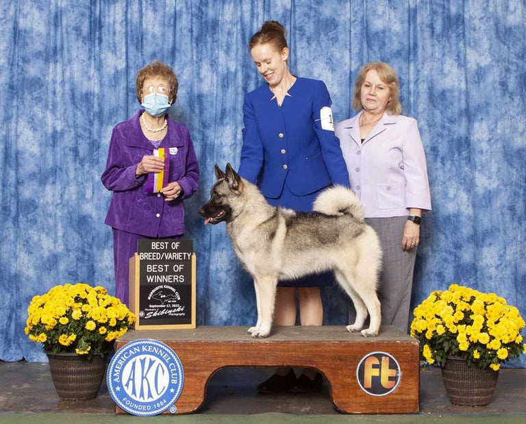 Norwegian Elkhound win photo