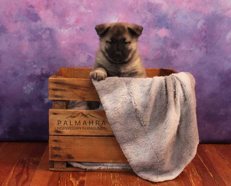 Norwegian Elkhound puppy