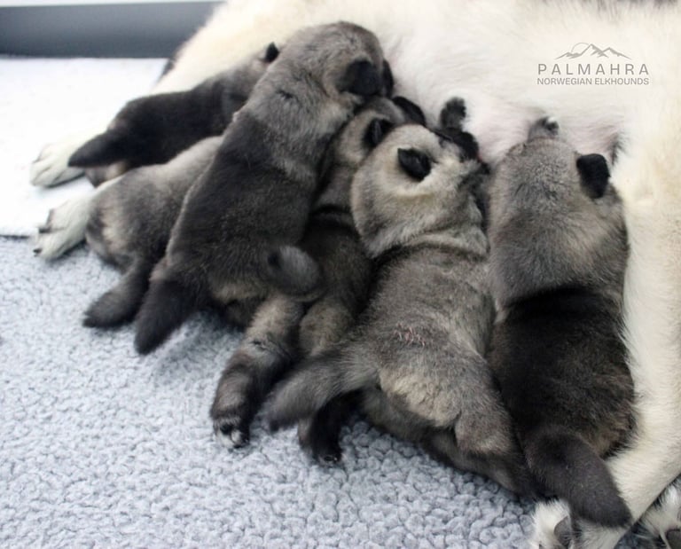 Litter of Norwegian Elkhound puppies