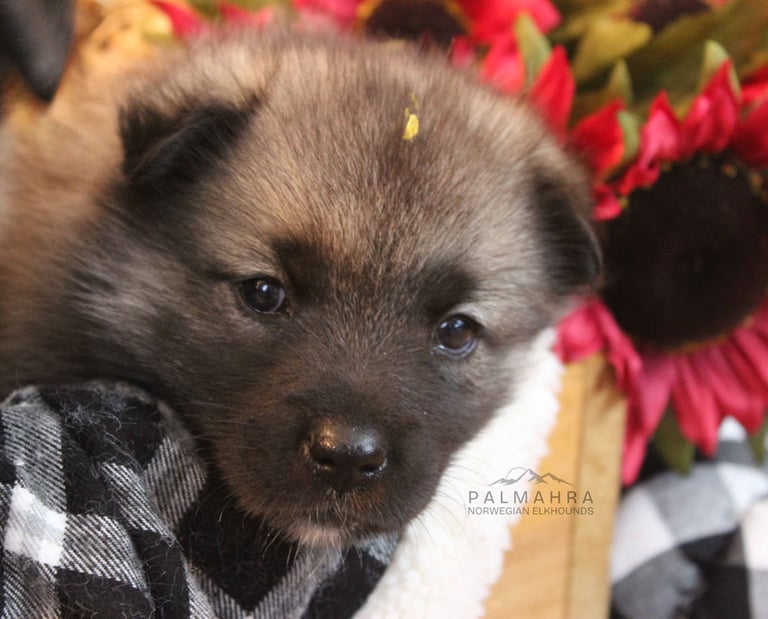 Norwegian Elkhound puppy