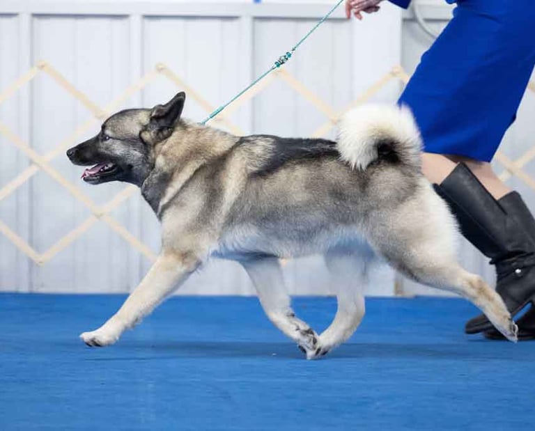 Norwegian Elkhound gaiting
