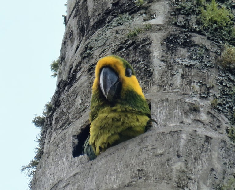 Paisajes y momentos reales de la Ruta Loros Orejiamarillo