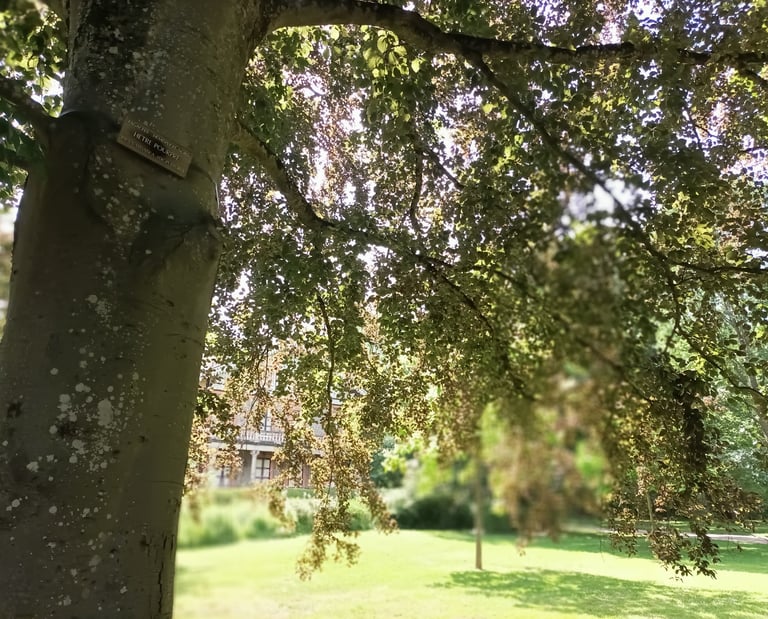 Hidden amongst the trees. 