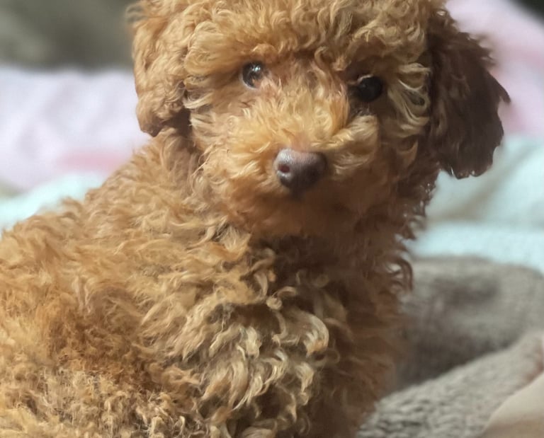 a brown dog is sitting on a blanket