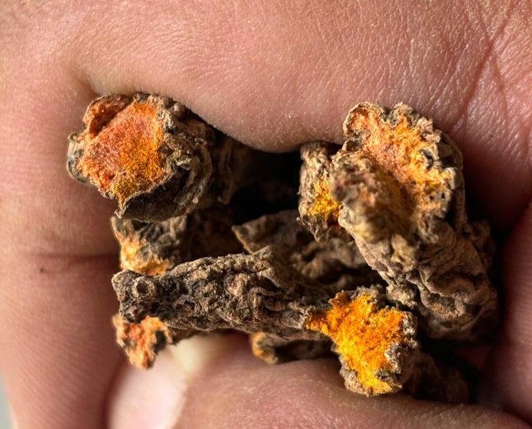 Kocha Turmeric 