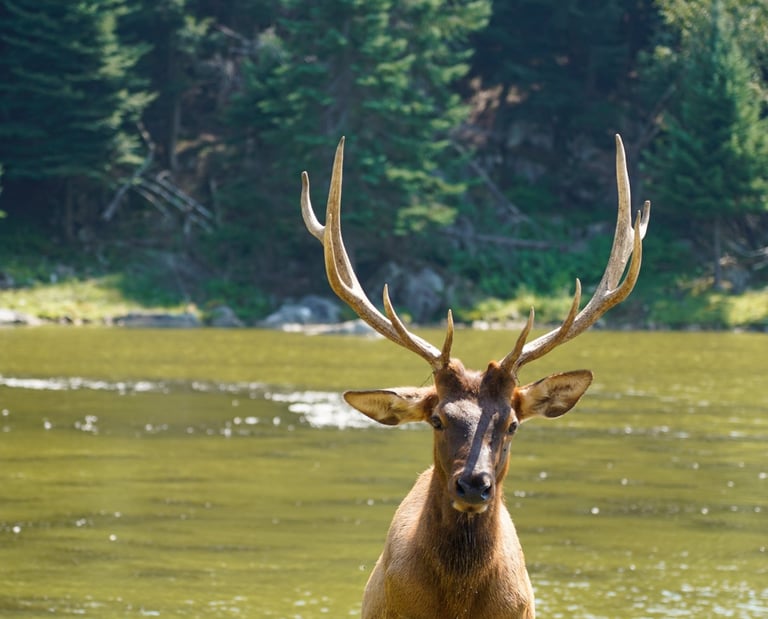 Un cerf qui sort de l'eau