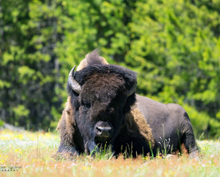 Bison chillin'