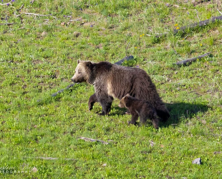 Grizzly bear "Raspberry" and her Cub