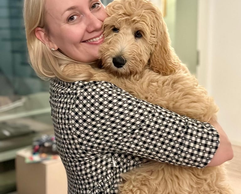un golden doodle cucciolo in italia