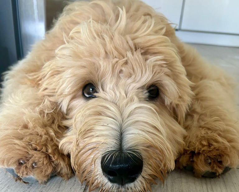 un golden doodle in Italia color crema