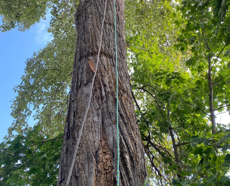 large cottonwood in Tappen