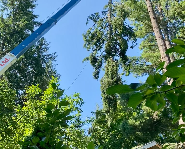 Emergency Tree Removal Sicamous