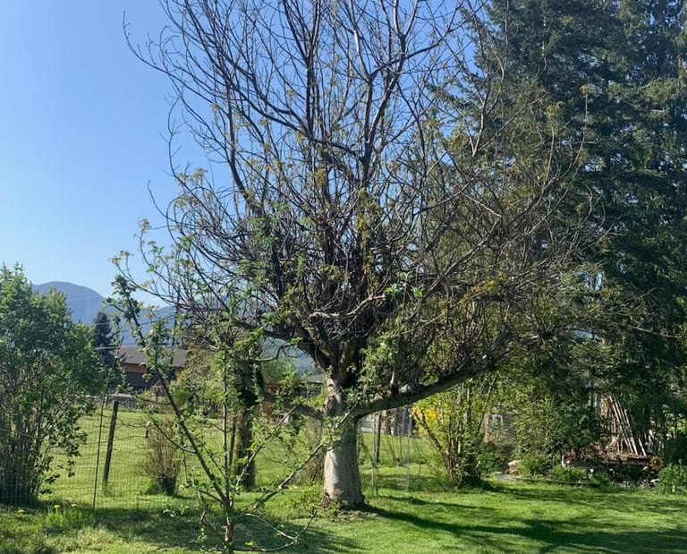 Walnut tree removing dead branches limbs Eagle bay