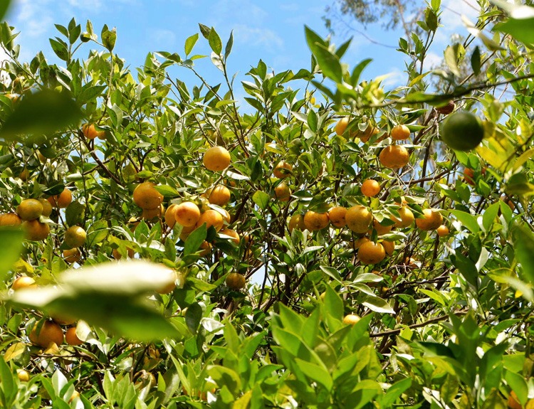 kebun jeruk di pangalengan