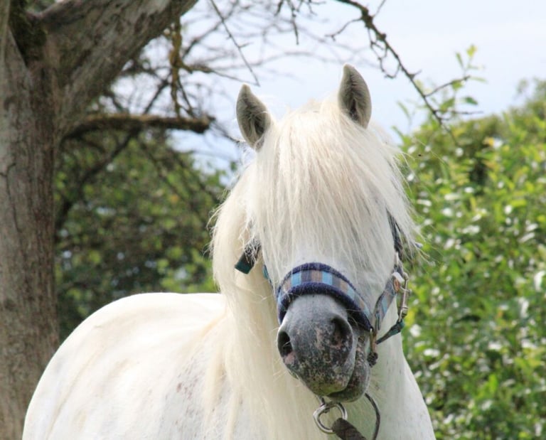 Porträt Bild von einem süßen weißen Pony vor grüner Hecke
