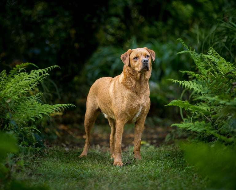 LokiPawtraits - a dog standing in the grass with ferns