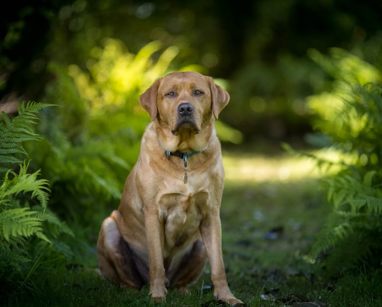 LokiPawtraits Pet Photography Loki Pawtraits