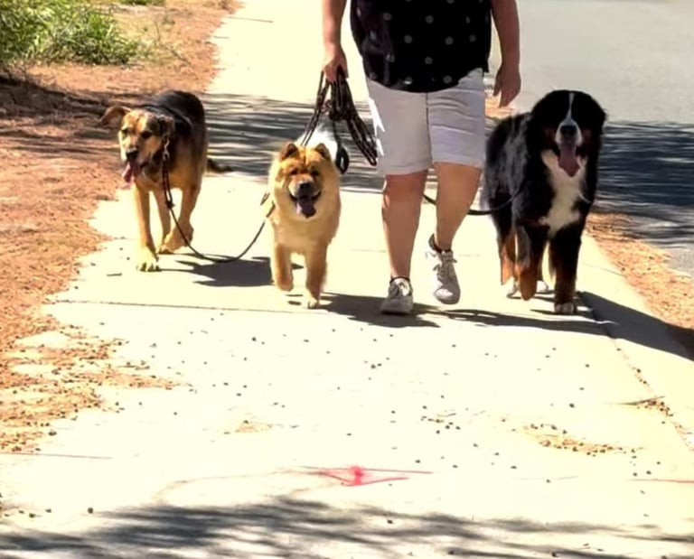 a woman walking three dogs on a leash