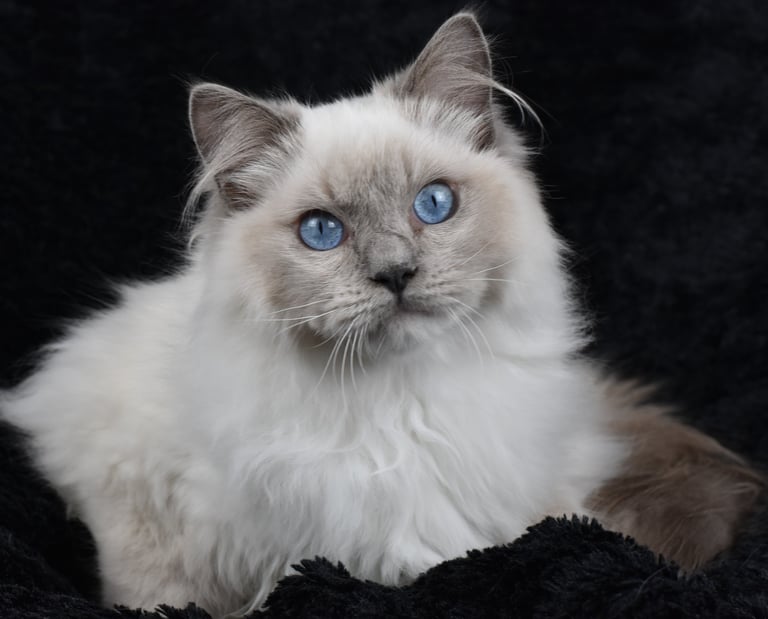 Wolfgang Amadeus du Manoir des Dolls