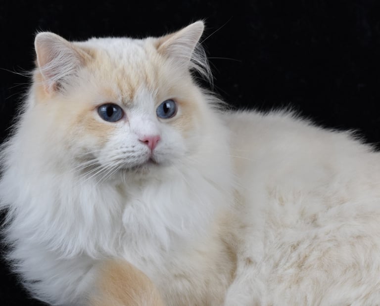 Shamallow de la Tribu Indigo