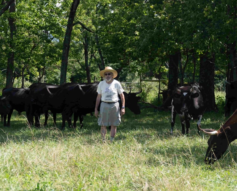 Jonathan White with cows