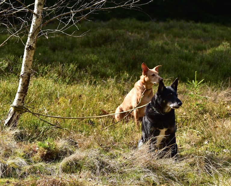 Two dogs on leashes sitting in a grassy field near a white birch tree in the sunlight.